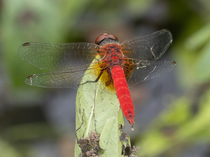 Aethriamanta nymphaeae (L-spot Basker) male 3.jpg